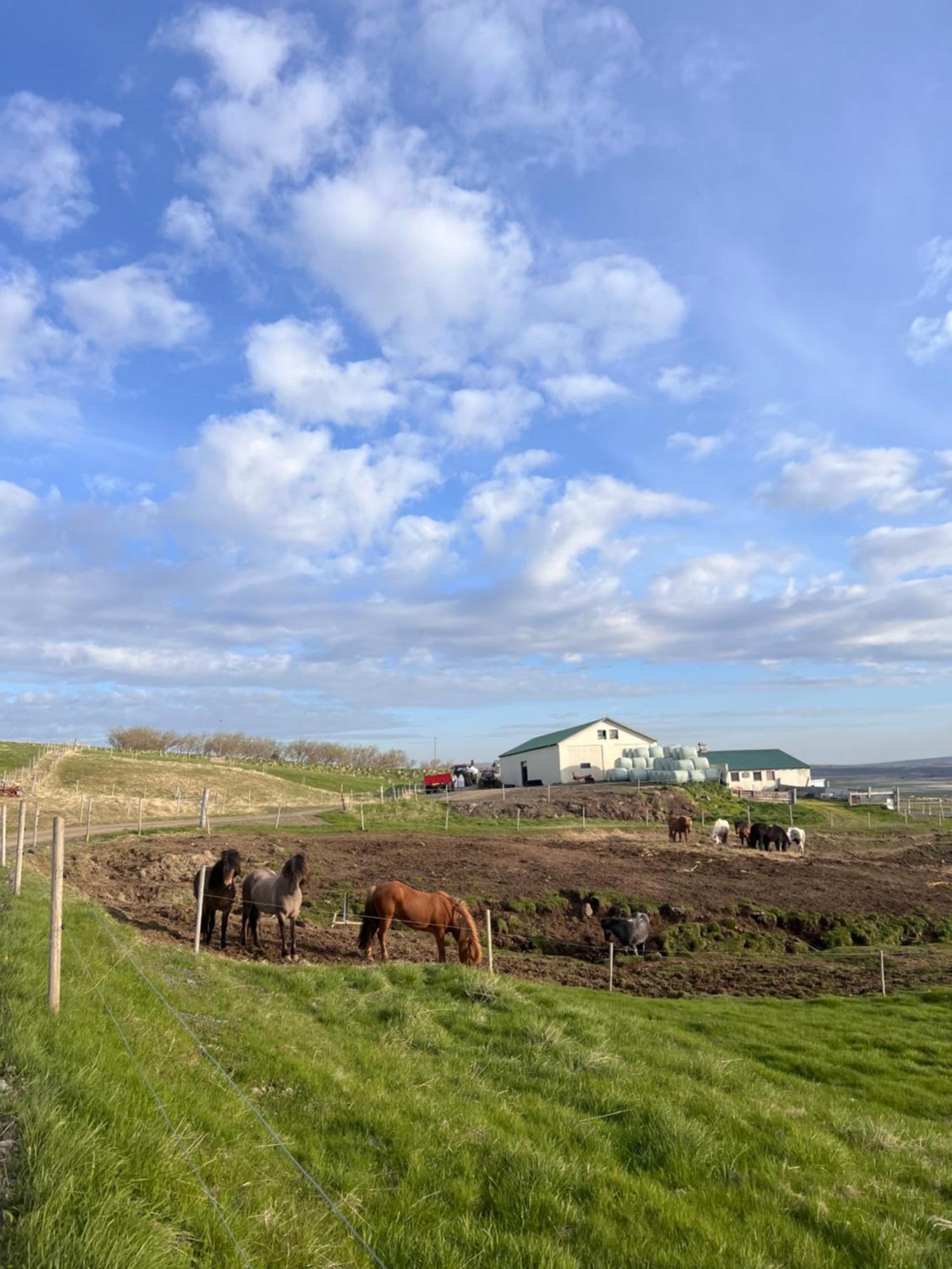 Bauernhof Stóra-ásgeirsá Horse Farm